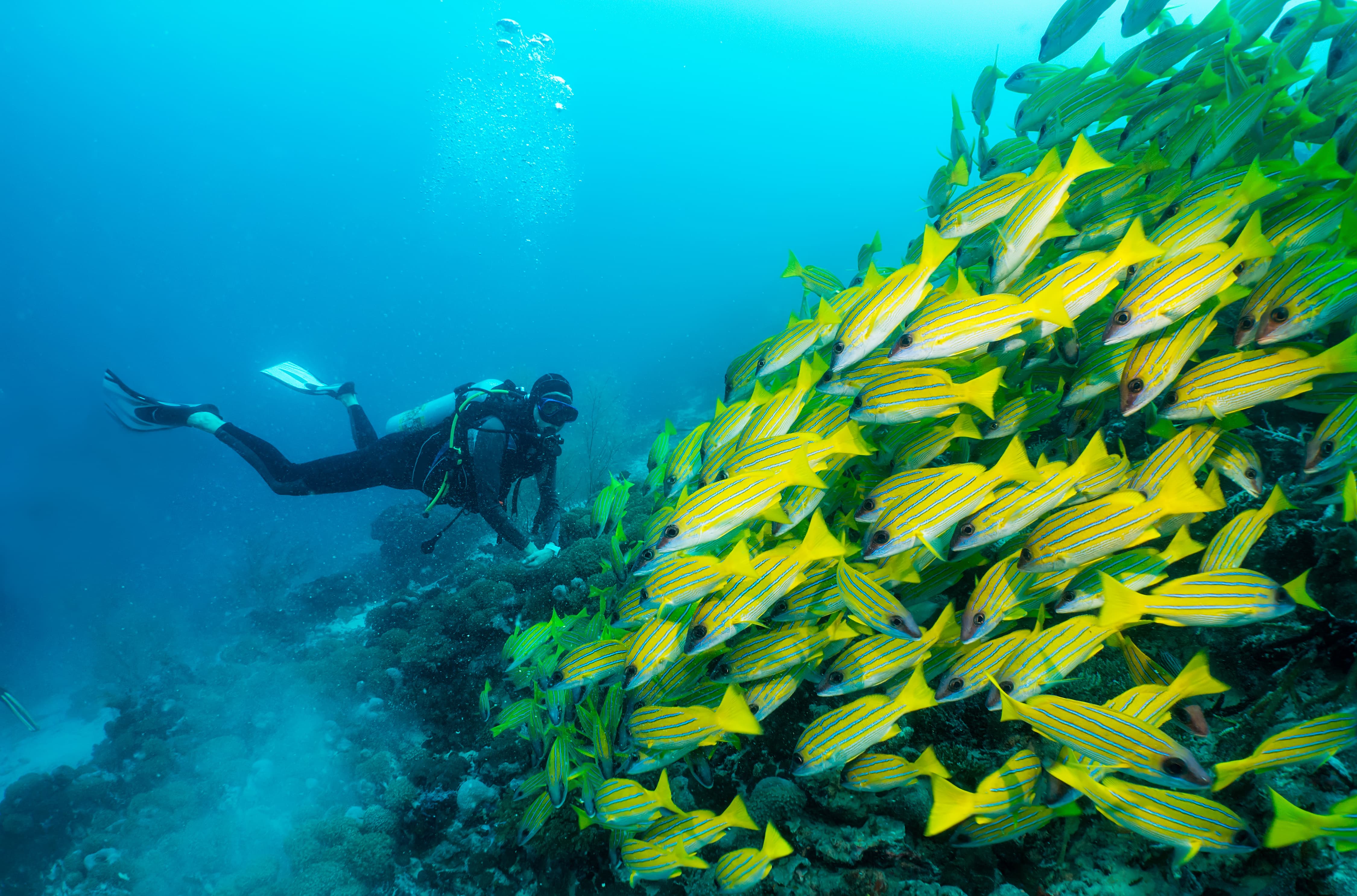 Poissons