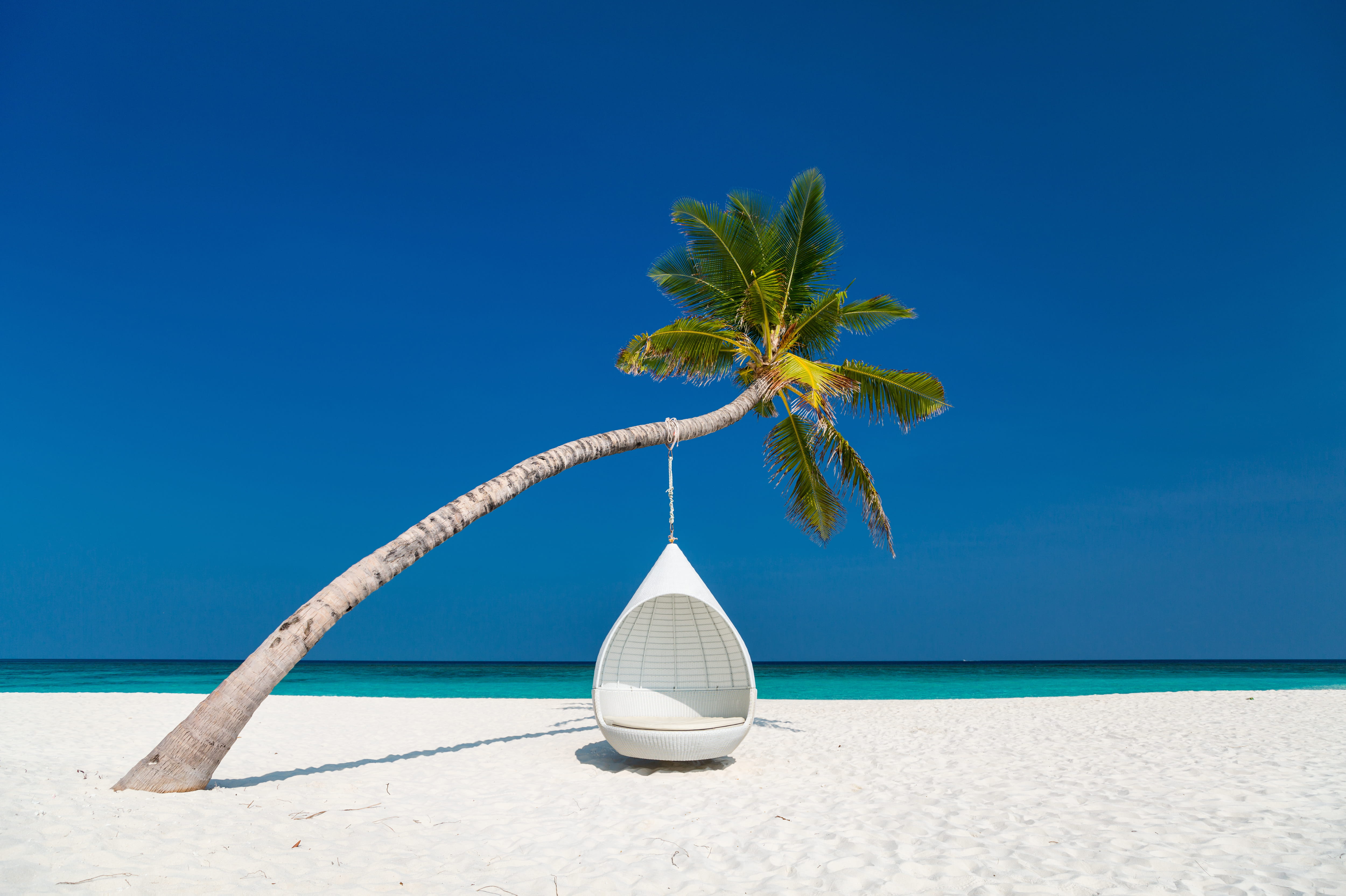 Palmier Maldives