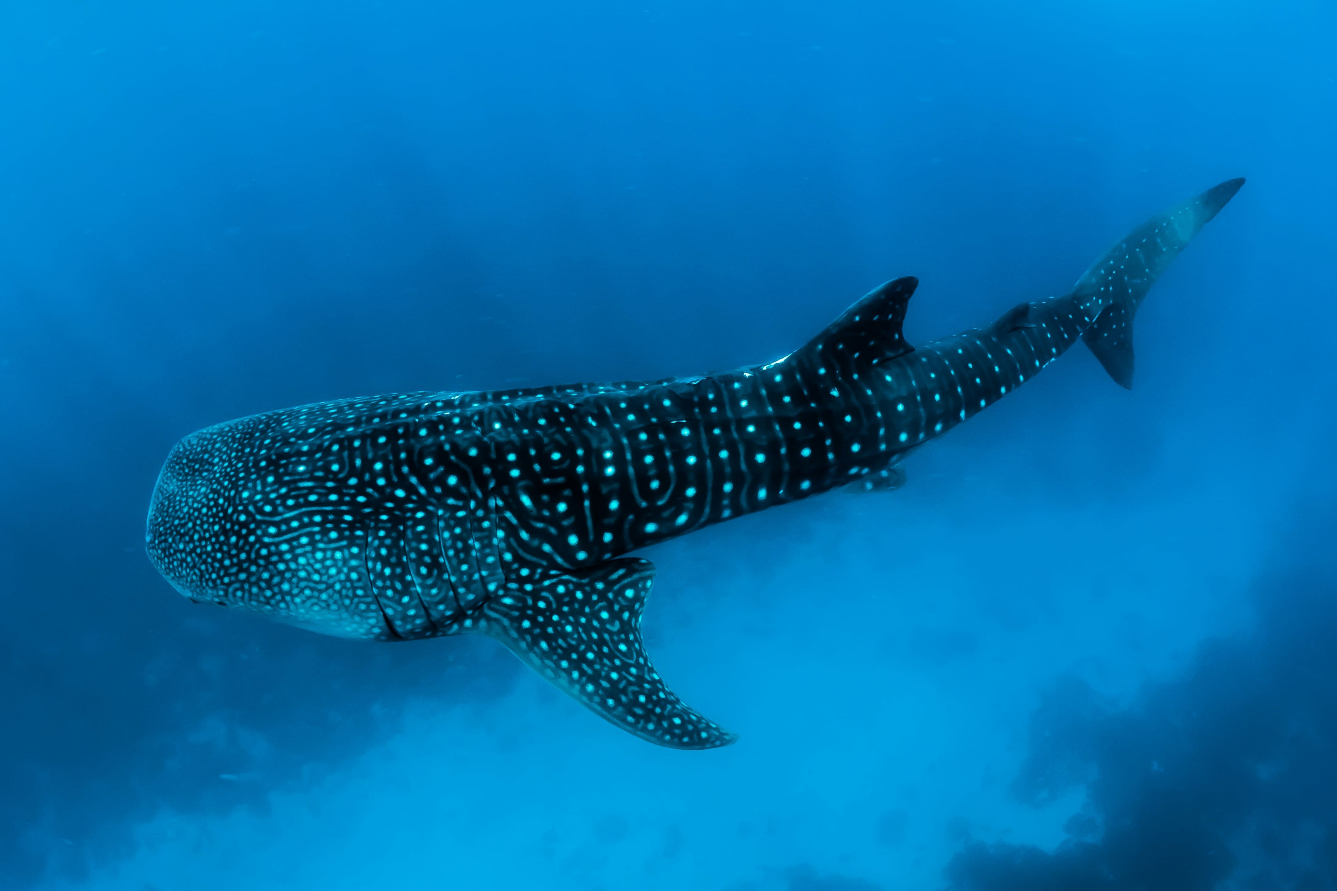 La nage avec les requins-baleines aux Maldives